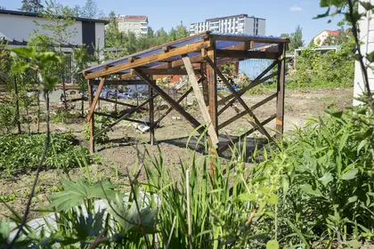 Tomato house designed with Permaculture in mind