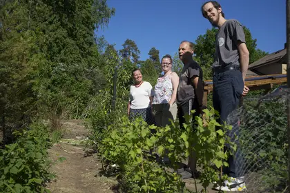 Looking at the row of berry bushes