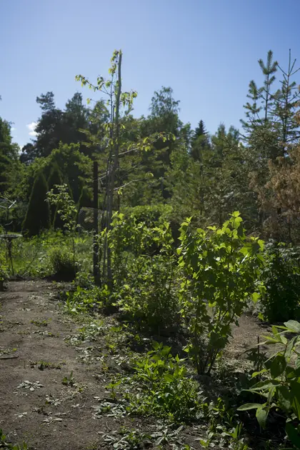 Berry bushes and fruit trees in a row at a garden