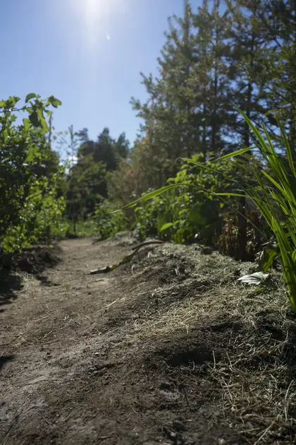 Grass mulch applied to a hedge row