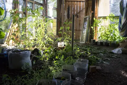 Tomatoes growing