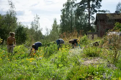 Weeding the garden - Permablitz at Beyond Buckthorns