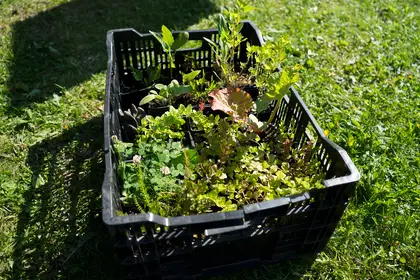 Plants for the food forest design