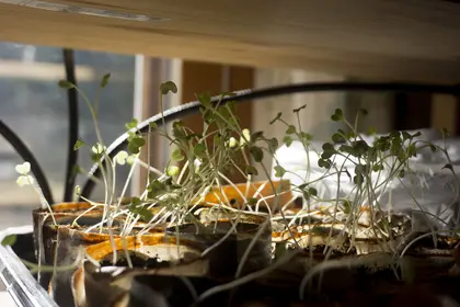 Seedlings in pots