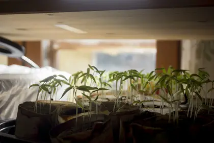 Seedlings in pots