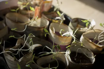 Seedlings in pots