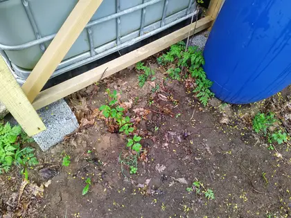 Mini kiwi growing in front of the IBC water storage