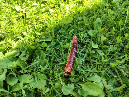 Mukaan kuului myös toukkien ihmettelyä