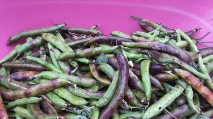 Broad beans