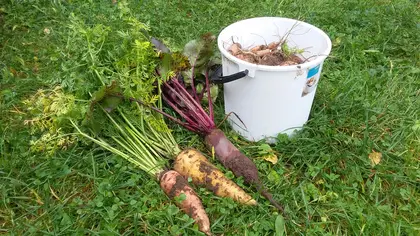 Huge root vegetables