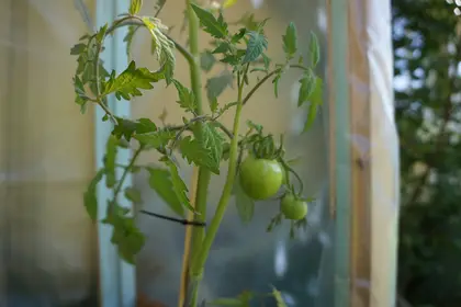 Green tomato on tomato plant