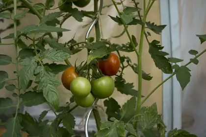 mixture of red, orange and green tomatoes on plant