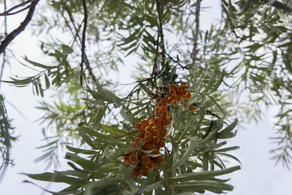 Our sea buckthorns