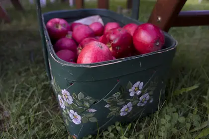 Our ripe apples