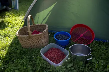 Mum's harvest from the forest