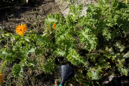 Kale is growing nicely now