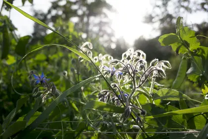 So is the borage, which the bees love