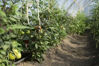 Tomatoes at the Polytunnel