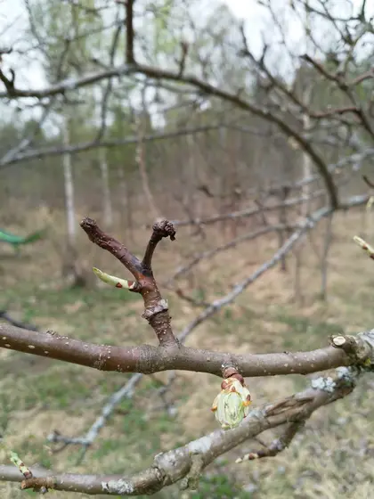 The pears are so close to leaves