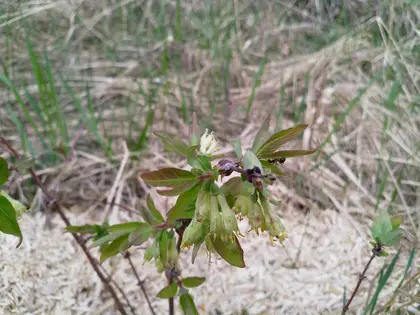 Lonicera caerulea var. kamtschatica our newest berries are doing fine