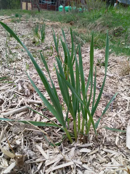 These are the garlic I forgot to harvest last year