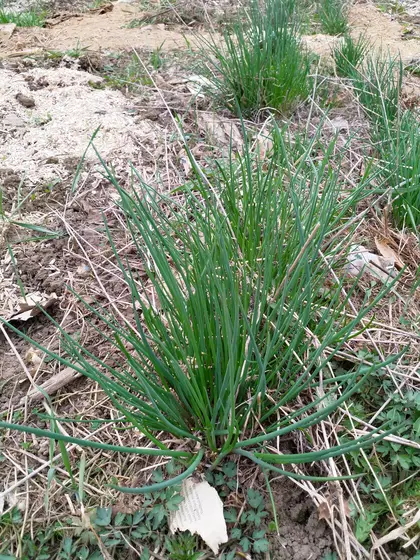 The chives are up & ready to be eaten!