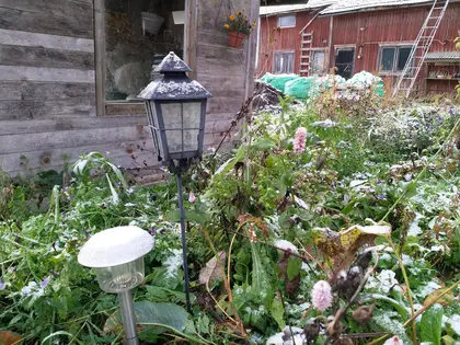 Perennial flower garden is now also resting