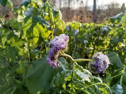 Phacelia would bloom, but it got snowed over!