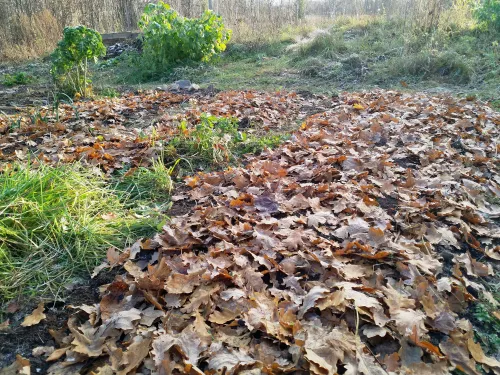 If you don't mulch, leave the leaves!