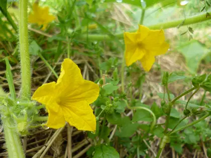 Cucumbers blooming