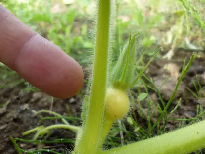 Pumpkin still smaller than my finger