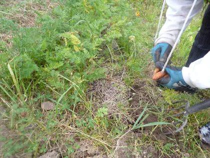 Mom harvesting carrots