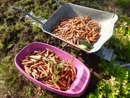 Big and small carrots