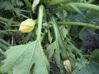 Tough zucchinis still blooming