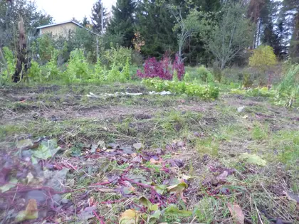 Carrots have been harvested