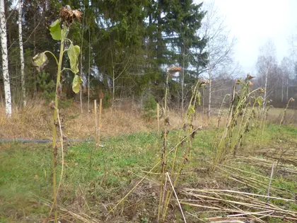 Sunflowers as birdseed