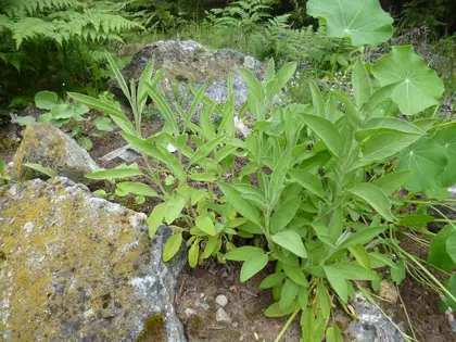 The sage is doing great on our herb stone garden