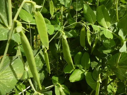 Peas are coming along nicely