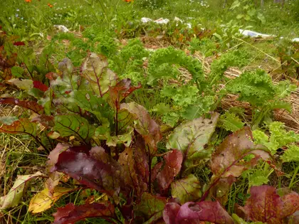 The beets and kale are doing fine