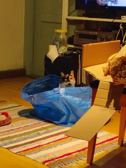 Sophie in the bag