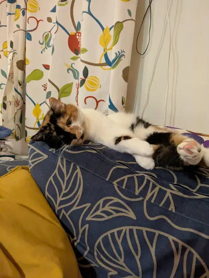 Miss Sophie on the sofa