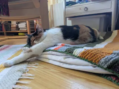 Miss Sophie on her bed