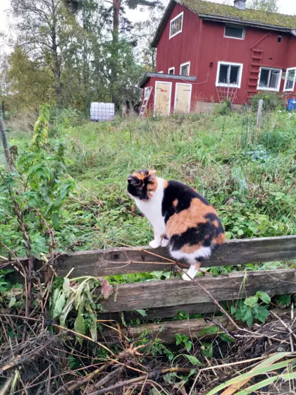 In the garden