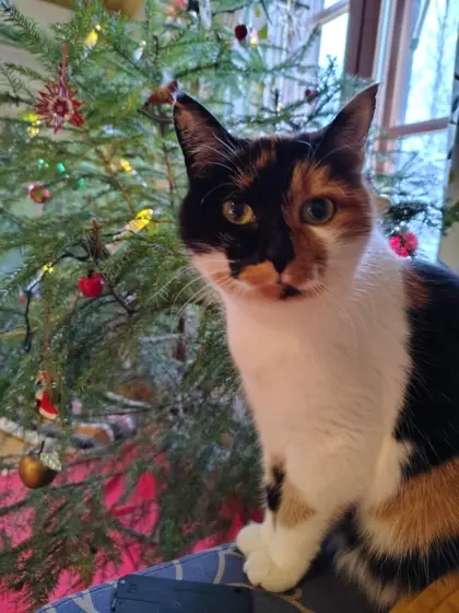 Last Christmas