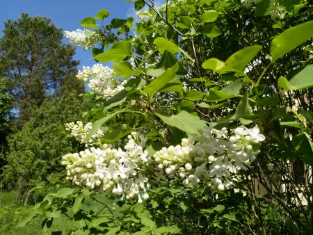 Lilacs in the garden Lilacs in the garden