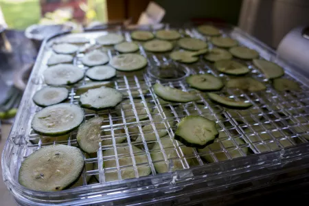 Zucchini slices on a dehydrator Zucchini slices on a dehydrator