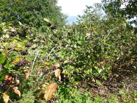 Berry aronia shrubs Berry aronia shrubs