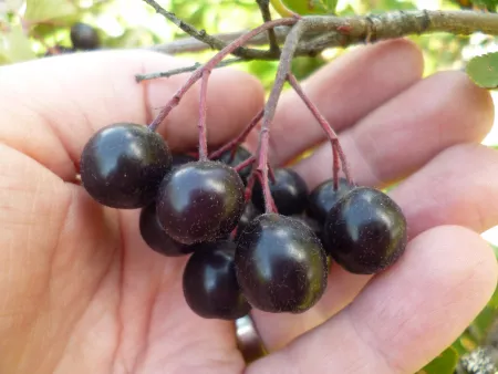 Aronia mitschurinii berries Aronia mitschurinii berries