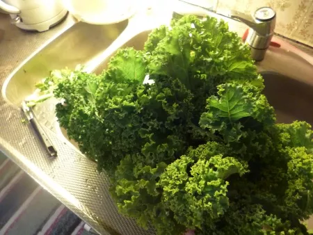 Kale in the sink Kale in the sink