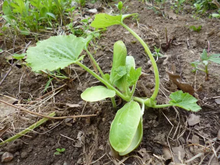 Summer squash plant Summer squash plant